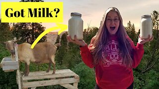 Milking a Goat, Start to Finish