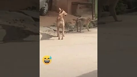 Super Funny Animal Video that Will Make You Laugh Out Loud Keep Laughing Do Share & Subscribe