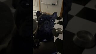 Best baby ever #frenchbulldog #puppy #burkin