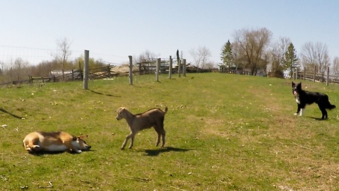 Violet the baby goat thinks she's a puppy