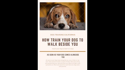 how to teach a dog to heel without treats | dog training without treats book!