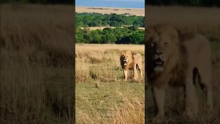 On Patrol! #Wildlife | #ShortsAfrica