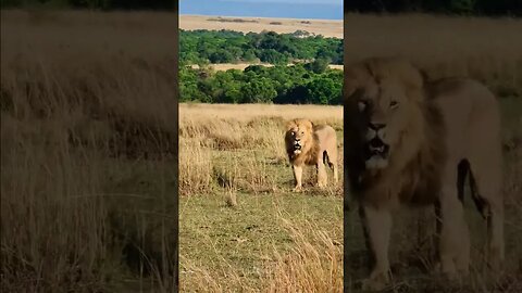 On Patrol! #Wildlife | #ShortsAfrica