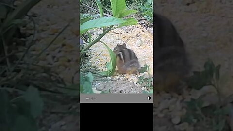 My First 🐿️Chipmunk🐿️So Exciting #excited #exciting #cute #funny #animal #nature #wildlife #trailcam