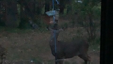 Strange bird at the feeder
