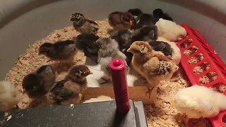 Update: Baby chicks One week old!