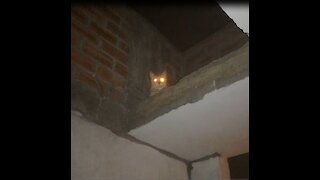 My Cat with Creepy Glowing Eyes