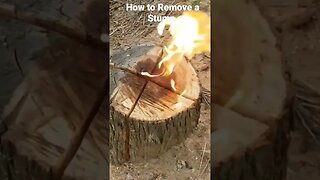 How to Remove a Stump #Shorts