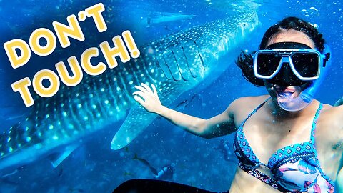 Swam with OSLOB WHALE SHARKS 4K Footage