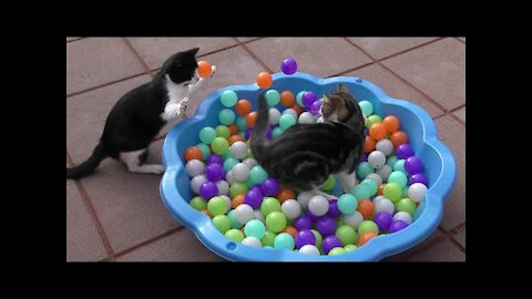 Funny & Cute Cat Compilation Video | 4K I FUN4HOMOSAPIENS