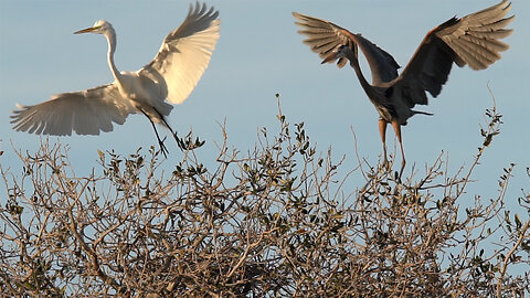 Great Egret Attempts to Take Over a Great Blue Heron's Nest and Gets Chased Out