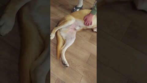 Love them Belly Scratches