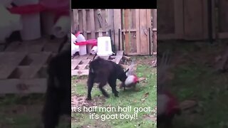 Goat vs Rooster. It's half boy, half goat, its goatboy!