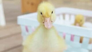 Rescue duckling follows owner everywhere
