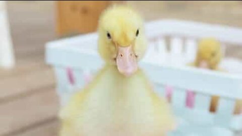 Rescue duckling follows owner everywhere
