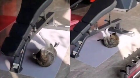 Cat doing workout in Gym 😲