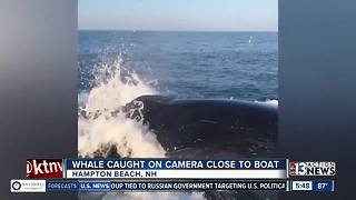 Video of whale near boat goes viral
