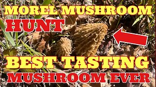 🍄 MOREL MUSHROOM HUNT 🍄 FIND AND COOK - SIMPLE RECIPE #morelmushrooms #mushroom #cookandeat