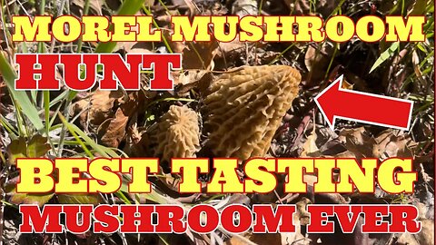 🍄 MOREL MUSHROOM HUNT 🍄 FIND AND COOK - SIMPLE RECIPE #morelmushrooms #mushroom #cookandeat