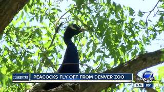 Peacocks fly off from Denver Zoo