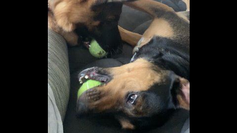 Pair of dogs engage in squeak-off with their toys