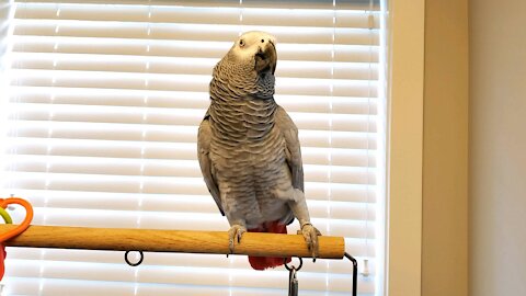 African Grey parrot shows off his dance moves!