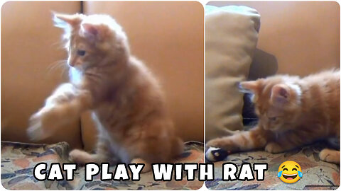 Cute Cat Play With Rat