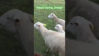 Happy Spring, Sheep! ❤️🐑
