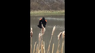 Does it sound like these birds are not happy with my presence?