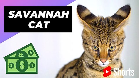 Savannah Cat 🐱 One Of The Most Expensive Cat Breeds In The World #shorts #savannah #cat