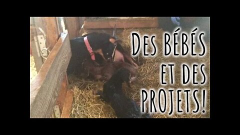 Des PROJETS et PLEIN de BÉBÉS CHÈVRE!! 🐐 #264