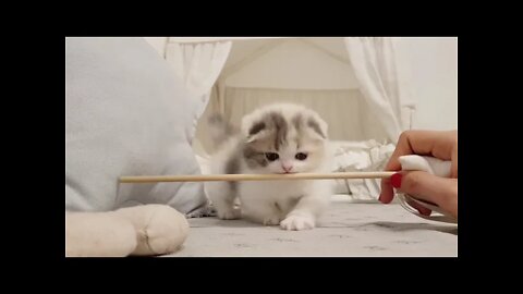 Cute kitten videos-shorts lol