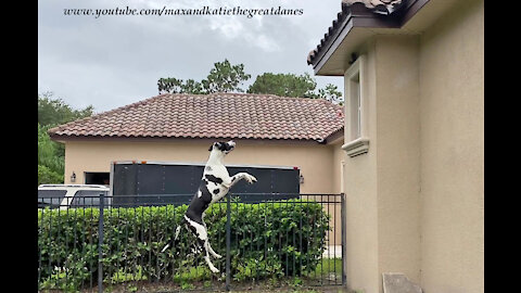 Funny Great Dane Leaps And Bounces At Spiderman Squirrel