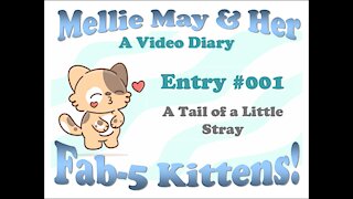 Video Diary Entry 001: A Little Stray Under Birdie's Bird Feeder