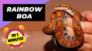 Rainbow Boa - In 1 Minute! 🐍 One Of The Most Beautiful Snakes In The World | 1 Minute Animals