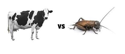 Meat or Bugs? Is Veganism a Religion?!