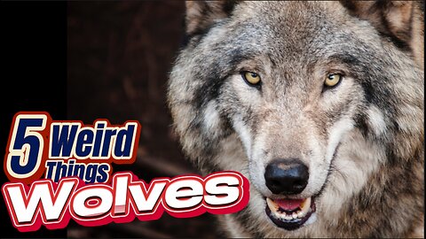 5 Weird Things - Wolves