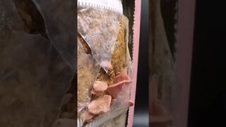 Cogumelo de ostra rosa