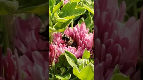 Honeybee waking up in the flower 🌸 this is how we #beerising #riseandshine #bees #flowers