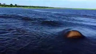 Hippo charges against boat riding on river #Scaredtodeath !!