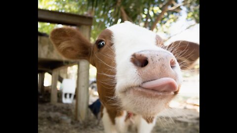 Cow adorably nudges