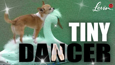Tiny Dancer: A Chihuahua Performs Swan Lake