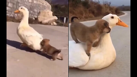 Duck And Dog Playing have An Adorable And Unusual Friendship.