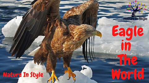 The Best Eagle In World | Nature In Style