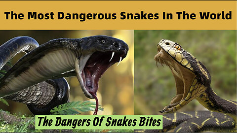 Most Deadliest Snakes In The World | Top Most Dangerous Snakes In The World