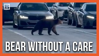 Wandering Bear Stops Traffic on California Highway