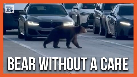 Wandering Bear Stops Traffic on California Highway