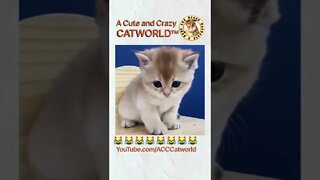 Cat got SUPER ANGRY at This ‘Thing’ 😾 (#225)