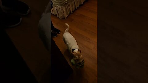 Beautiful sploot turns into exciting butt wiggle 🤣 🐕 #sploot #jackrussell #cutedog #dogsofyoutube