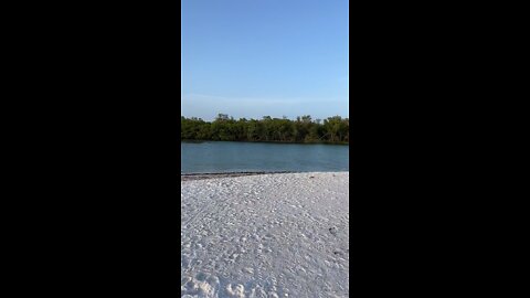 Livestream Clip Dolphins in Big Hickory Pass Part 1